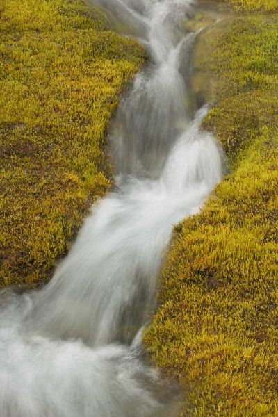 AK, Glacier Bay NP Stream cascade amid moss